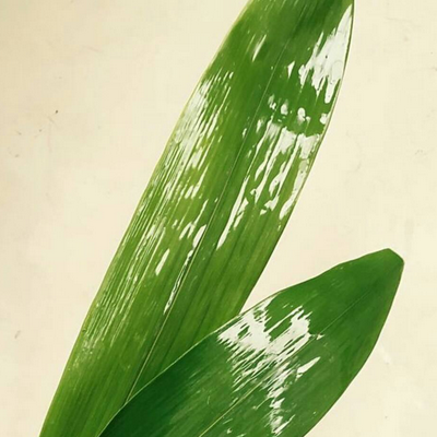粽叶有哪几种 除了包粽子还可以做什么