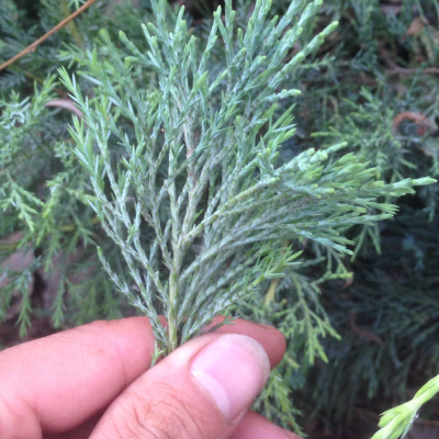 侧柏叶对脱发有效果吗 洗头的方法是怎样的