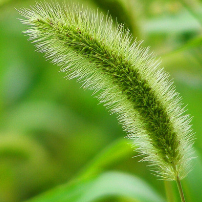 狗尾巴草能吃吗 特征有哪些
