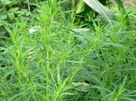 扫帚菜能吃吗 功效与作用有那些