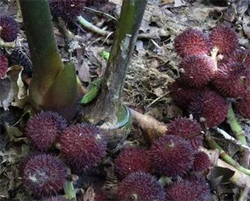 砂仁多少钱一斤 种植条件是怎样的
