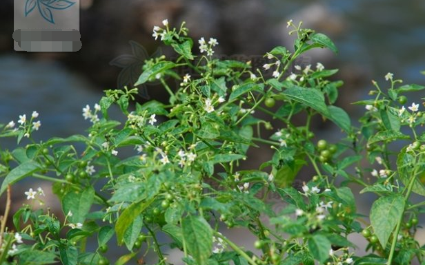 白花菜有毒吗 适合什么人吃以及价格是多少