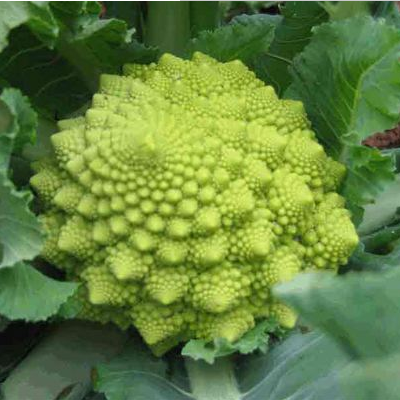 宝塔花菜多少钱一斤 怎么做好吃
