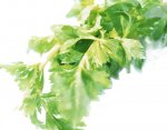 吃芹菜叶有什么好处 美味的芹菜食谱推荐