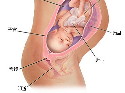 准爸爸妈妈们怀孕八个月胎儿图
