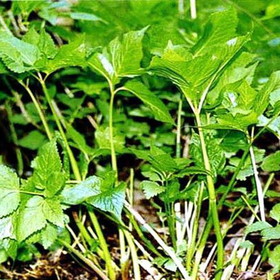 大叶芹怎么吃好吃 吃野菜的禁忌