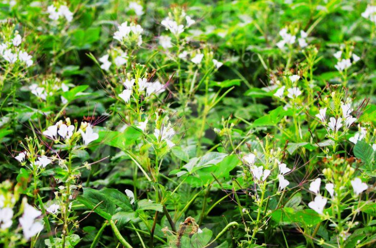 孕妇可以吃白花菜吗 白花菜长什么样图片