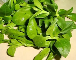 穿心莲的功效与作用 怎样挑选