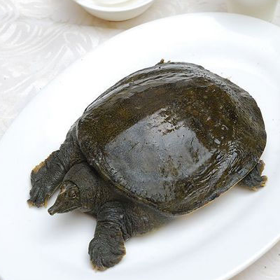 甲鱼和什么一起炖好 可以和鸡一起炖吗