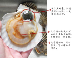 扇贝哪些部位不能吃 享受美味好吃的菜肴