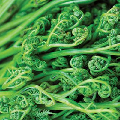 猴腿菜的功效与作用 和蕨菜的区别