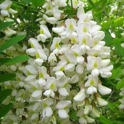 槐花炒鸡蛋怎么做 可以泡水喝吗