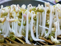 绿豆芽怎么发 怎样做