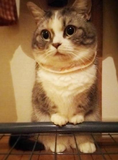 短腿猫是什么品种   曼赤肯猫价格多少钱一只