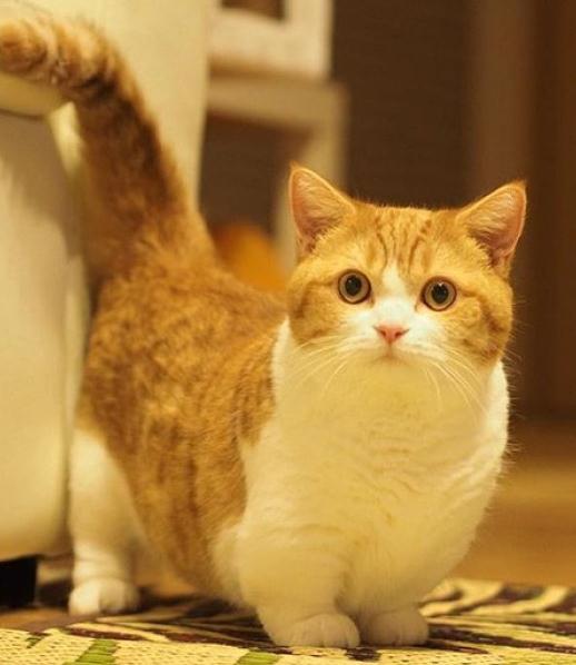 短腿猫是什么品种   曼赤肯猫价格多少钱一只