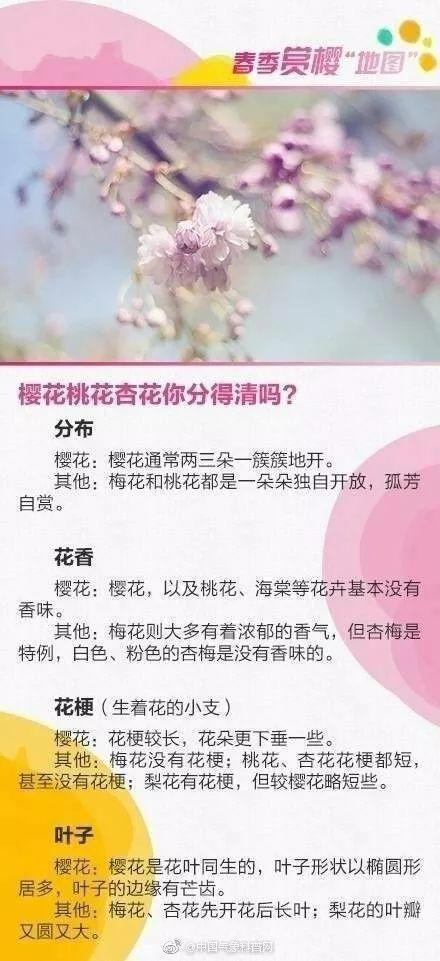 清明节放假安排 清明节樱花开了吗