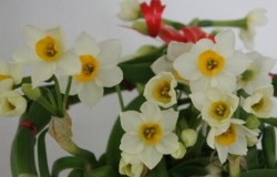 凌波仙子是什么花？花语及传说介绍