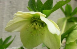 铁筷子花图片 铁筷子花怎么种植？