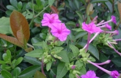 紫茉莉种子价格是多少 种植方法是什么