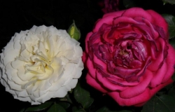 月季花语是什么