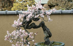 盆栽腊梅花怎么养？腊梅花什么时候开？