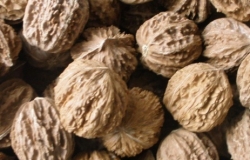 小山核桃的药用价值介绍