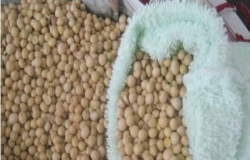 黄豆枕头有什么作用？如何自制黄豆枕头？