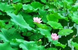 观赏荷花品种详细介绍
