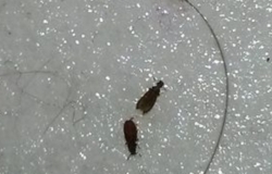 家里有小虫子怎么消灭?有什么解决办法