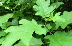 赏析水茄图片 水茄主要价值和栽培技术介绍