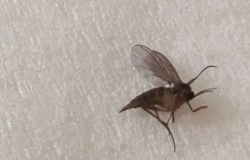 家里小飞虫多怎么办？解决方法