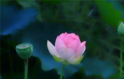 菡萏图片赏析 菡萏的药用价值以及花语的介绍