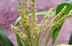 玉米花图片赏析 玉米花的药用价值