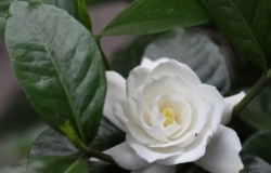 开小白花的植物有哪些 详细介绍