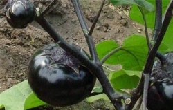 茄子种植技术有哪些