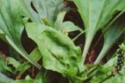 车前草可以和蒲公英一起泡水喝吗 车前草和蒲公英煮水有什么功效