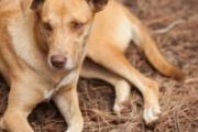 狗舔人会传染狂犬病吗 狗舔过的东西有病毒吗
