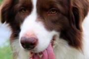 狂犬病的传染源是什么 狂犬病潜伏期多久