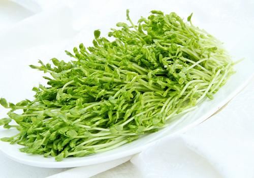 豆苗
