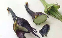 茄子把去痰吗 茄子熬汤能治咳嗽吗