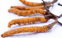 孕妇可以吃冬虫夏草吗 冬虫夏草哪些人不能吃
