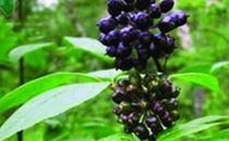 刺五加可以长期吃吗 刺五加可以泡水喝吗