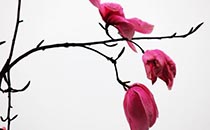 辛夷花是不是玉兰花 玉兰花可以吃吗