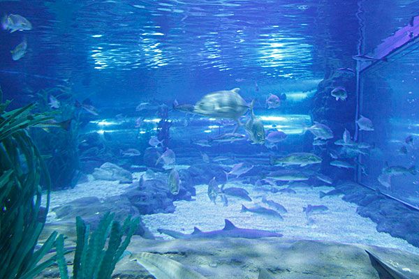 青岛极地海洋世界平面图_青岛极地海洋世界地图
