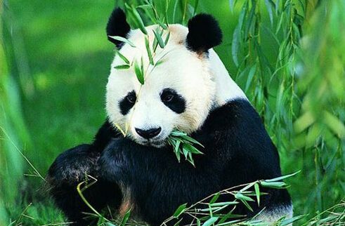成都大熊猫基地在哪_成都大熊猫基地好玩吗_成都大熊猫基地交通