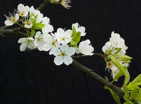 大木花谷_重庆大木花谷_重庆大木花谷旅游_重庆大木花谷旅游攻略