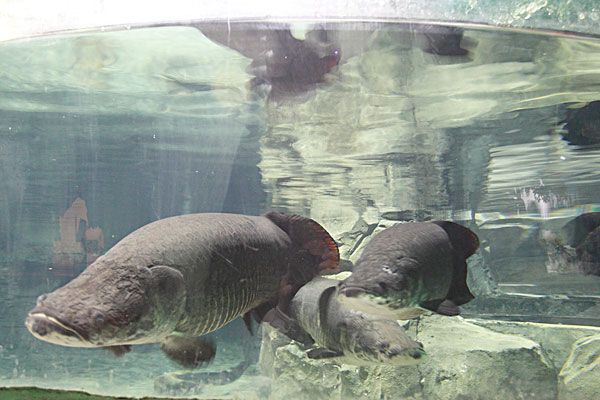 青岛极地海洋世界有学生票吗_学生门票价格多少钱