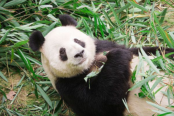 成都旅游心得游记_成都旅游心得省钱攻略_成都旅游心得门票信息
