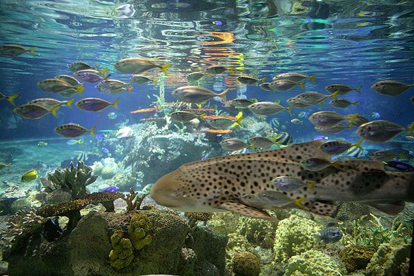 青岛极地海洋世界简介_青岛极地海洋世界地址_青岛极地海洋世界电话
