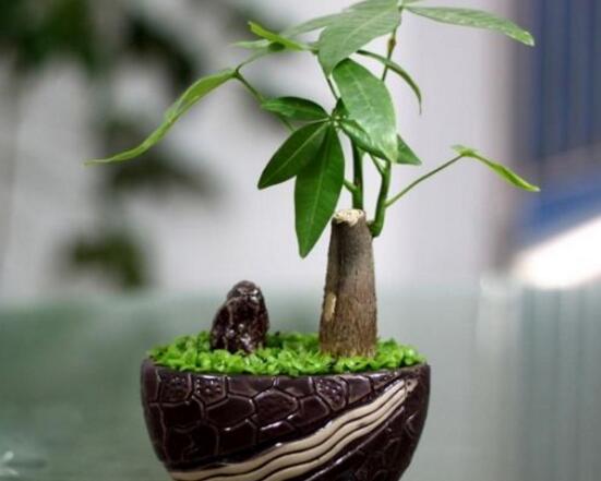 如何让发财树发芽,发财树发芽方法